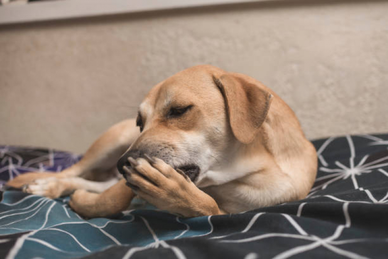 Onde Tem Cuidado Paliativo Animal Guará - Cuidado Paliativo para Cães