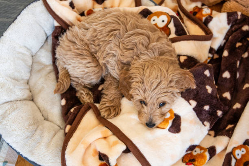 Onde Tem Cuidado Paliativo para Cachorro BIOTIC - Cuidado Paliativo para Cachorros