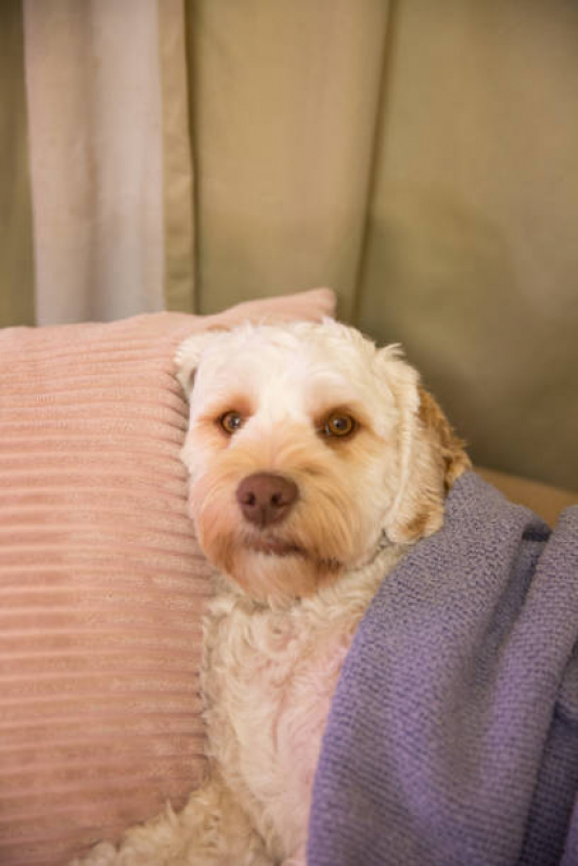 Onde Tem Cuidado Paliativo para Cães Sol Nascente - Cuidado Paliativo para Pet