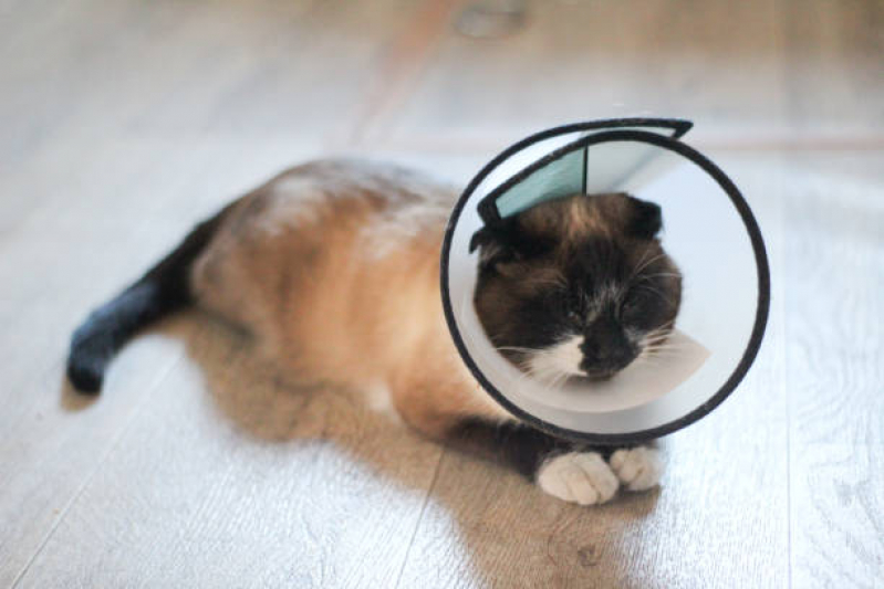 Onde Tem Cuidado Paliativo para Gatos PARQUE TECNOLOGICO DE BRASILIA GRANJA DO TORT - Cuidado Paliativo Pet