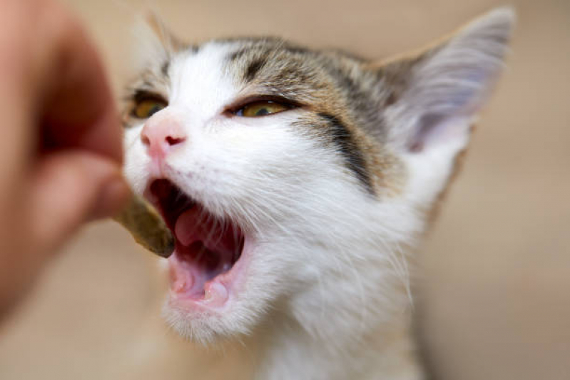 Onde Tem Dentista de Gato Águas Claras - Odontologia para Cães
