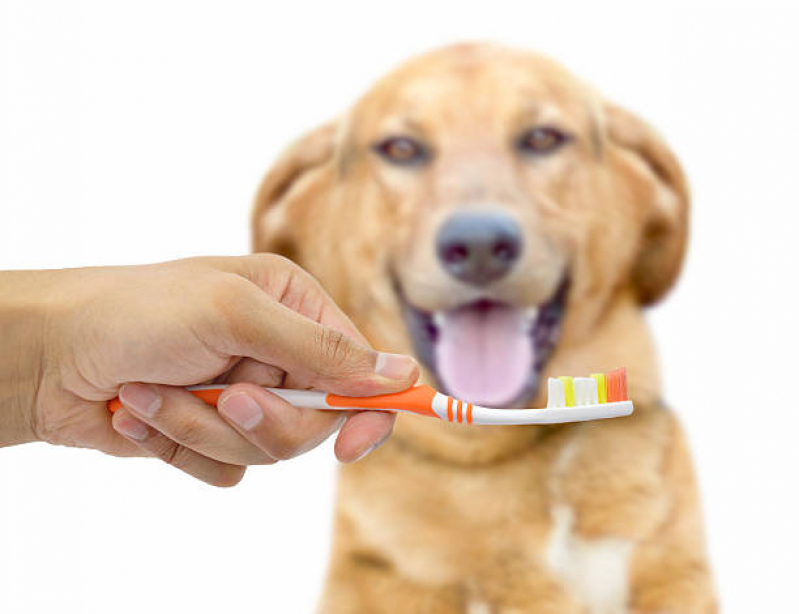 Onde Tem Dentista para Cães Condomínio Lago Sul - Odontologia Pet