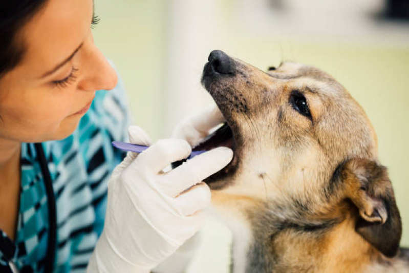 Onde Tem Dentista para Gatos SETOR DE INDUSTRIA GRAFICA BIOTIC - Dentista para Gato