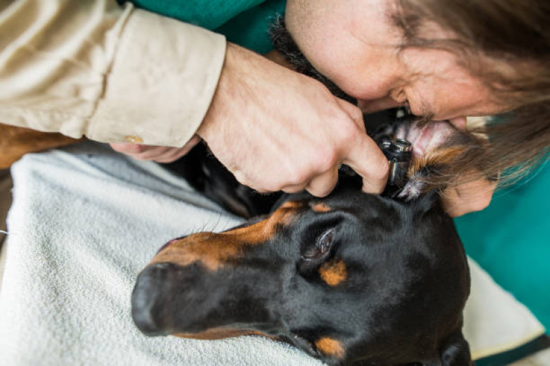 Onde Tem Dermatologista Animais W3 Norte - Dermatologista para Gato