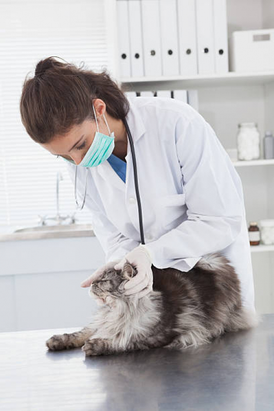 Onde Tem Dermatologista de Animais Condomínio Quintas da Alvorada - Dermatologista para Gato