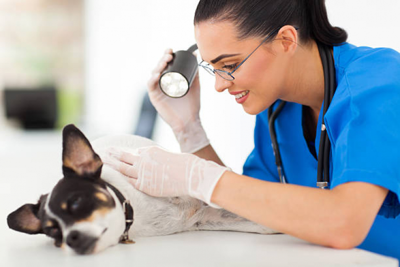 Onde Tem Dermatologista para Cachorro Águas Claras - Dermatologista de Animais