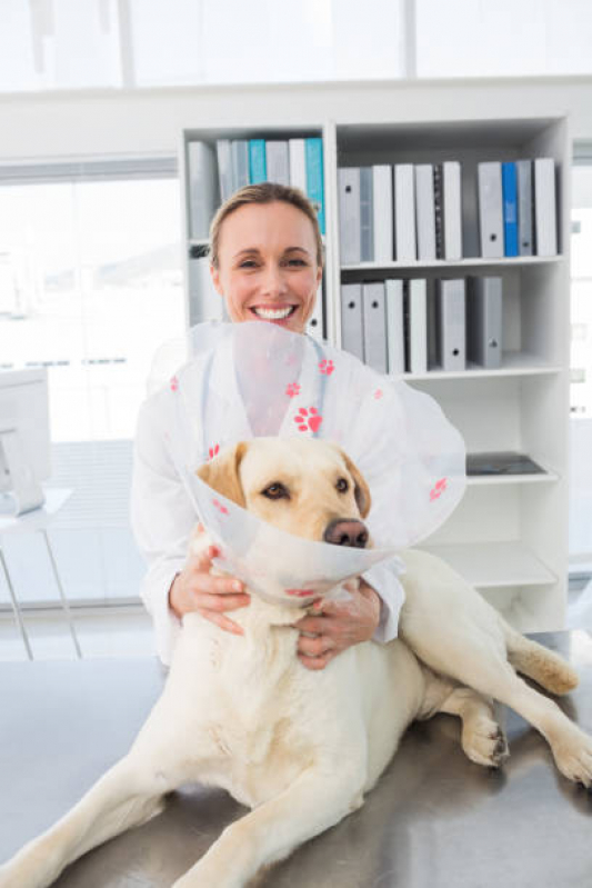 Onde Tem Dermatologista para Cachorros Condomínio Quintas da Alvorada - Dermatologista de Animais