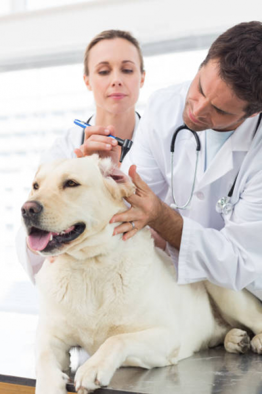 Onde Tem Dermatologista para Cães Zona Industrial - Dermatologista para Cachorro Brasília