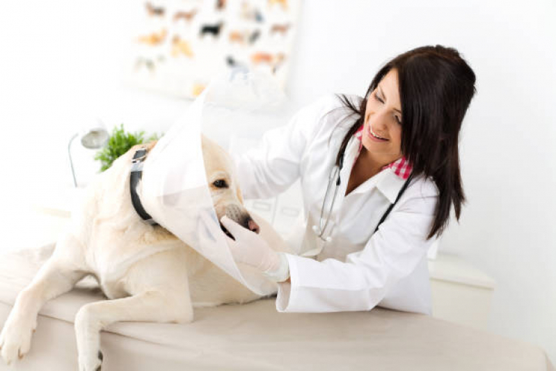Onde Tem Dermatologista Pet Asa Norte - Dermatologista de Cachorro