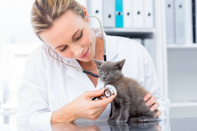 Onde Tem Endocrinologia Gatos Águas Claras - Endocrinologia para Animais