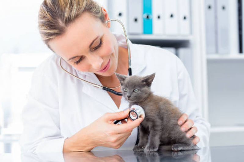 Onde Tem Endocrinologia Gatos Núcleo Rural Lago Oeste - Endocrinologia Animal