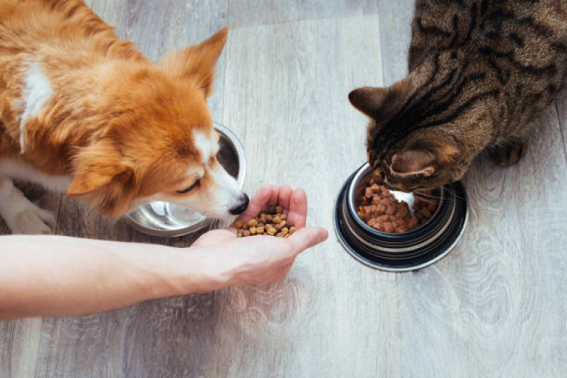 Onde Tem Endocrinologia para Cachorros e Gatos Sobradinho II - Endocrinologia para Pet