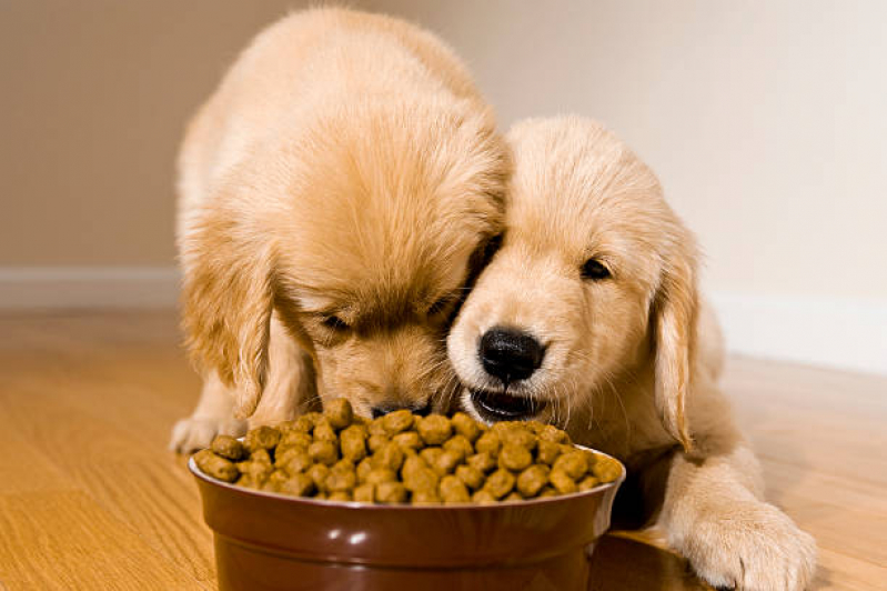 Onde Tem Endocrinologia para Cachorros Setor de Clubes Norte - Endocrinologia para Cães e Gatos
