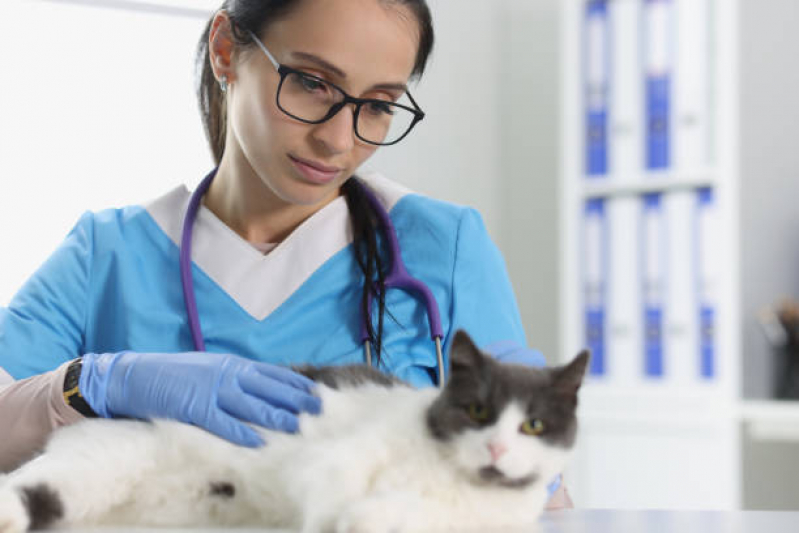 Onde Tem Endocrinologia para Pet W3 Sul - Endocrinologia para Gato