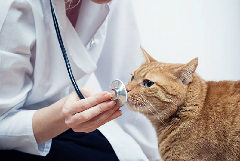 Onde Tem Medicina Integrativa para Animais Condomínio Lago Sul - Medicina Integrativa para Gatos