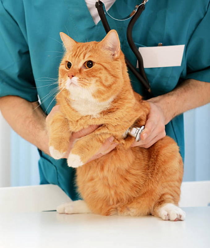 Onde Tem Medicina Integrativa para Cães e Gatos SIA - Medicina Integrativa para Gatos