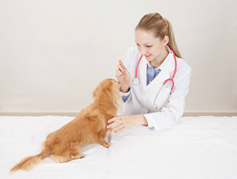 Onde Tem Medicina Integrativa para Cães Zona Industrial - Medicina Integrativa Veterinária Asa Norte