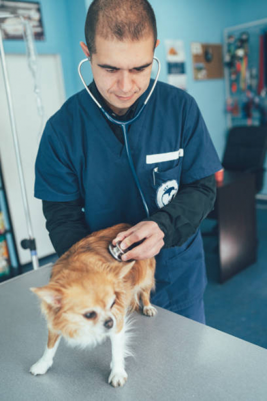Onde Tem Medicina Integrativa para Gatos Águas Claras - Medicina Integrativa para Cães e Gatos
