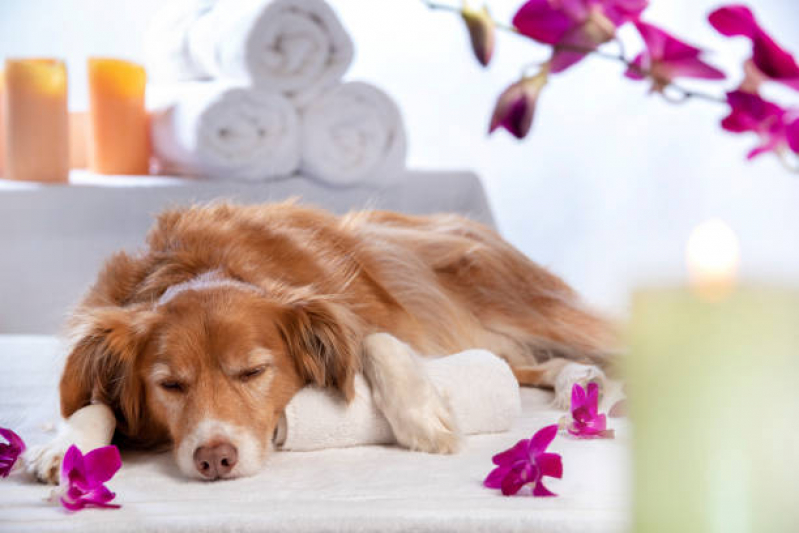 Onde Tem Naturopatia Animal Metropolitana Núcleo Bandeira - Naturopatia para Animais Brasília