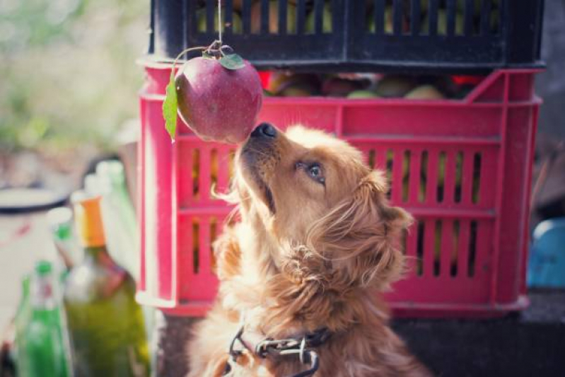 Onde Tem Nutrição Animal Veterinária Setor Sudoeste - Nutrição Veterinária Canina