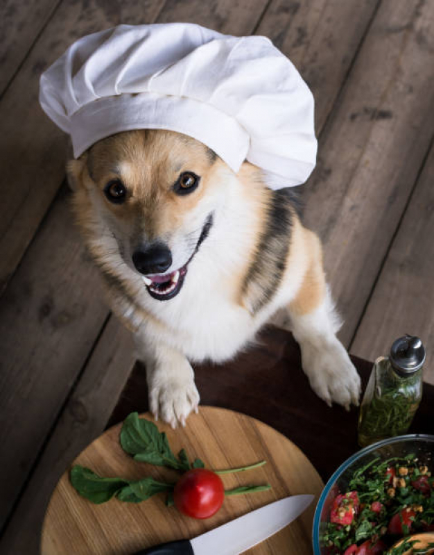 Onde Tem Nutrição Veterinária para Cachorros Sudoeste - Nutrição Veterinária para Pequenos Animais