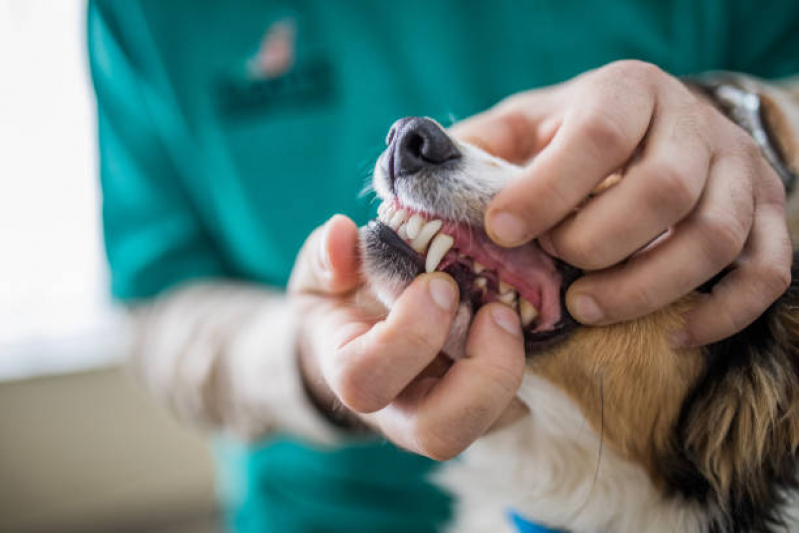 Onde Tem Odonto para Cachorro PARQUE TECNOLOGICO DE BRASILIA GRANJA DO TORT - Odontologia para Cachorro Brasília