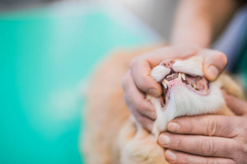 Onde Tem Odontologia para Cães PARQUE TECNOLOGICO DE BRASILIA GRANJA DO TORT - Odontologia para Gatos