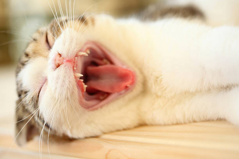 Onde Tem Odontologia para Gato SIG Setor de Indústrias Gráficas - Odontologia Pet