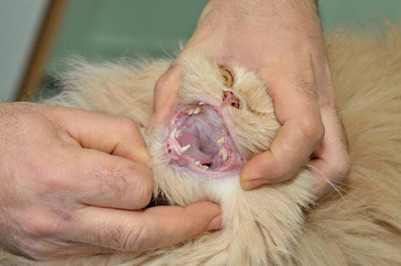 Onde Tem Odontologia Pet Asa Sul - Odontologia para Gatos