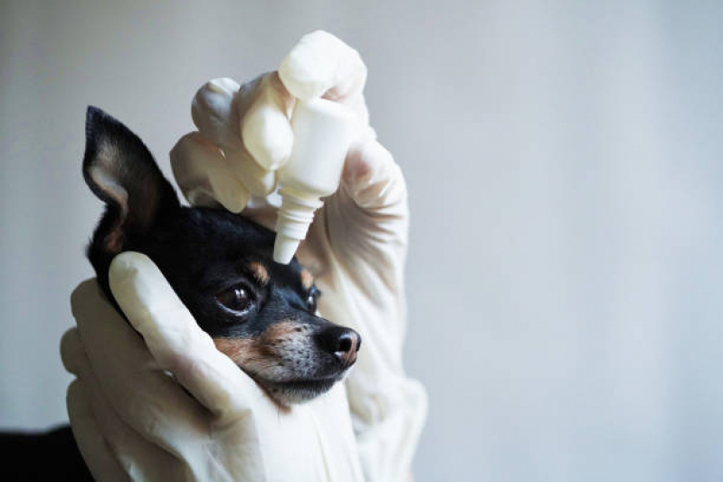 Onde Tem Oftalmo Veterinário Sudeste - Oftalmologia Especializado em Cães