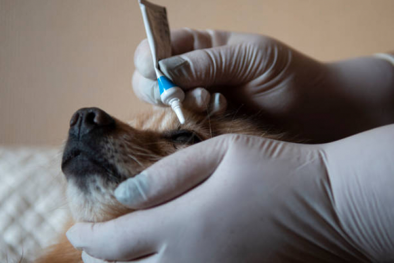 Onde Tem Oftalmologia Animal PRAÇA DOS TRIBUNAIS PRAÇA DO BURITI SIG - Oftalmologista para Animais