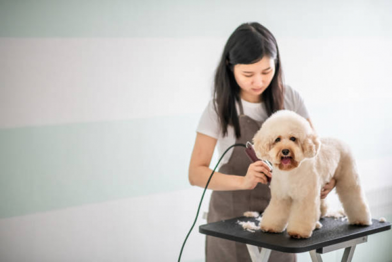 Onde Tem Pet Shop Banho e Tosa Eixo Rodoviário Oeste - Banho e Tosa para Cachorro