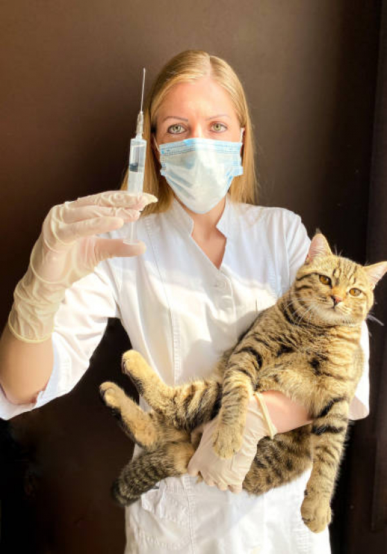 Onde Tem Vacina Antirrábica Animal Lado Sul - Vacina Antirrábica para Gato