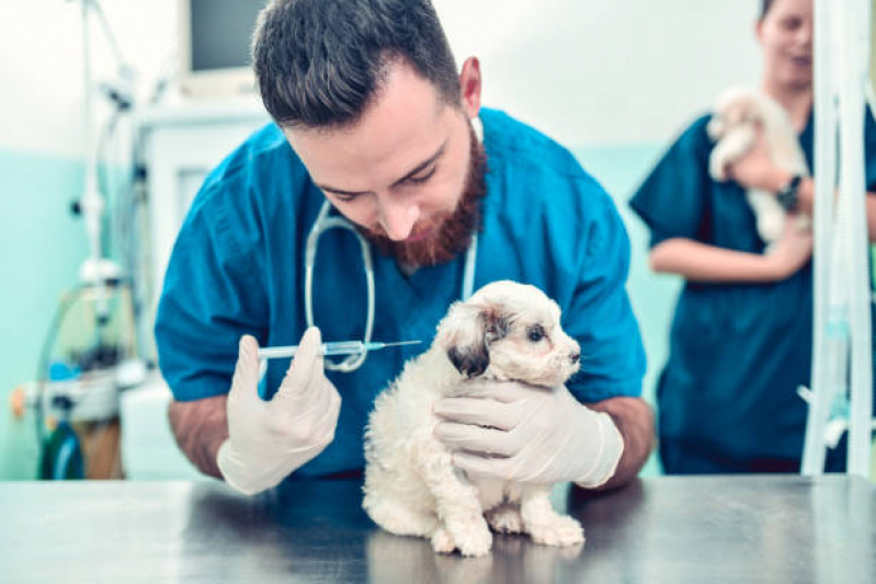 Onde Tem Vacina Antirrábica para Cães W3 Sul - Vacina para Filhote de Gato