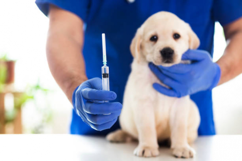 Onde Tem Vacina de Raiva Cachorro Condomínio Alphavile - Vacina de Raiva Gato
