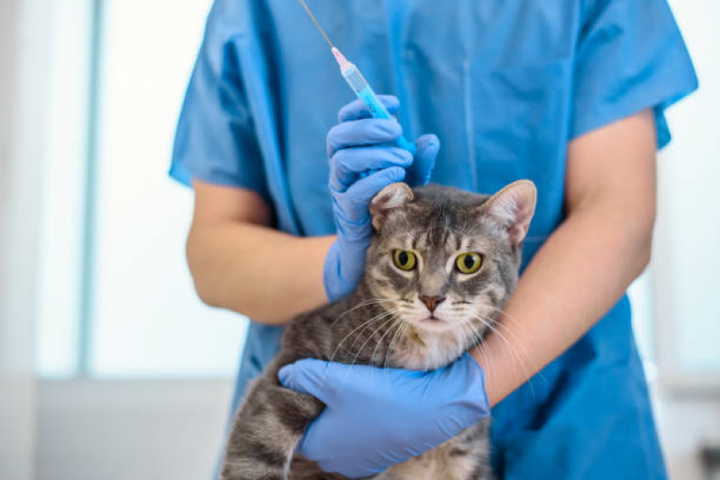 Onde Tem Vacina de Raiva para Cachorro W3 Norte - Vacina de Raiva para Gatos