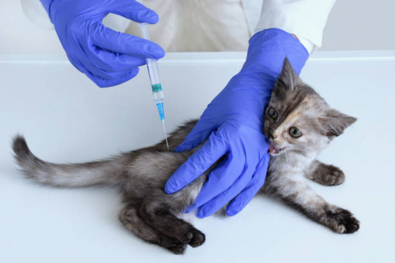 Onde Tem Vacina para Filhote de Gato Lado Norte - Vacina Antirrábica Animal
