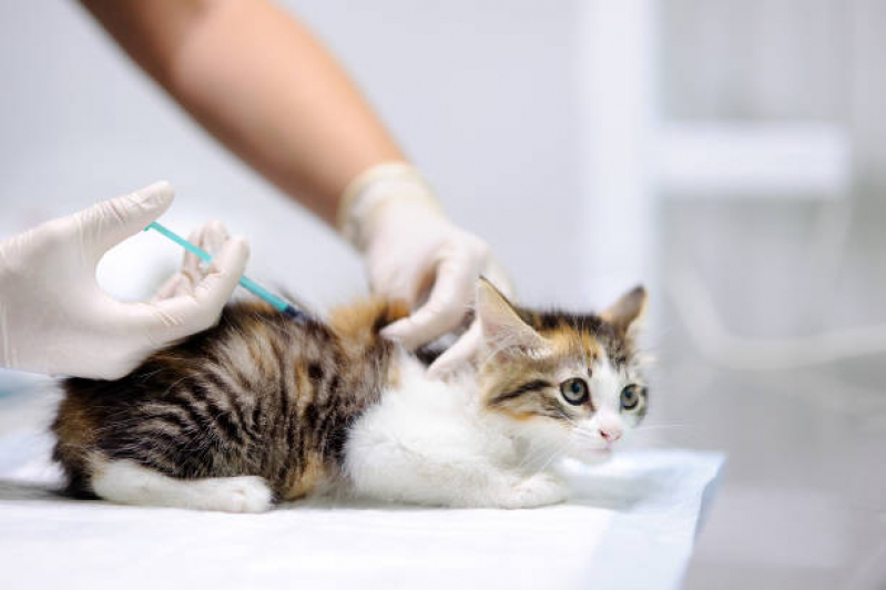 Onde Tem Vacina para Gato V4 Sobradinho - Vacina Antirrábica Animal