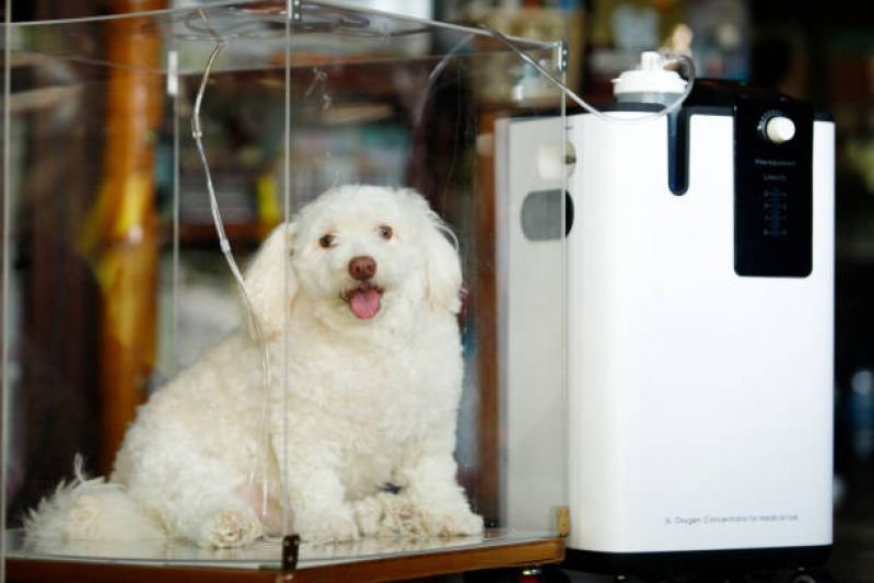 Ozonioterapia Animal Setor de Clubes Sul - Ozonioterapia para Cães