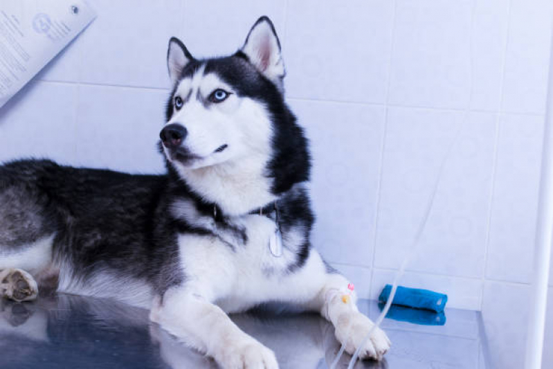 Ozonioterapia Cachorros Clínica Centro - Ozonioterapia para Cachorros e Gatos