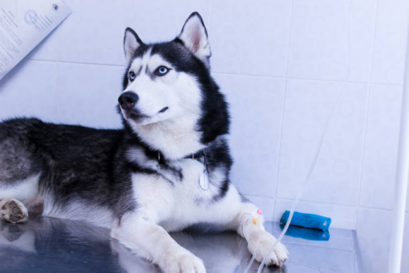 Ozonioterapia Cachorros Clínica Plano Piloto - Ozonioterapia para Animais