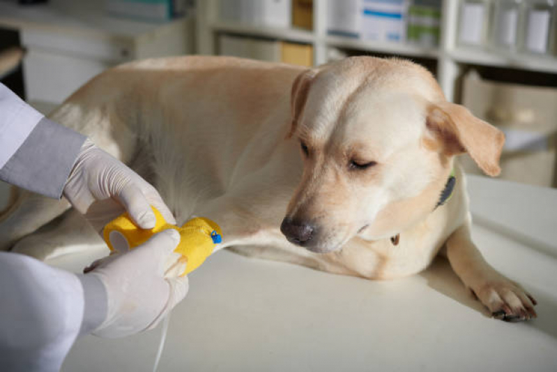 Ozonioterapia Cachorros SHTN Setor Hoteleiro Norte - Ozonioterapia para Cachorros Asa Norte