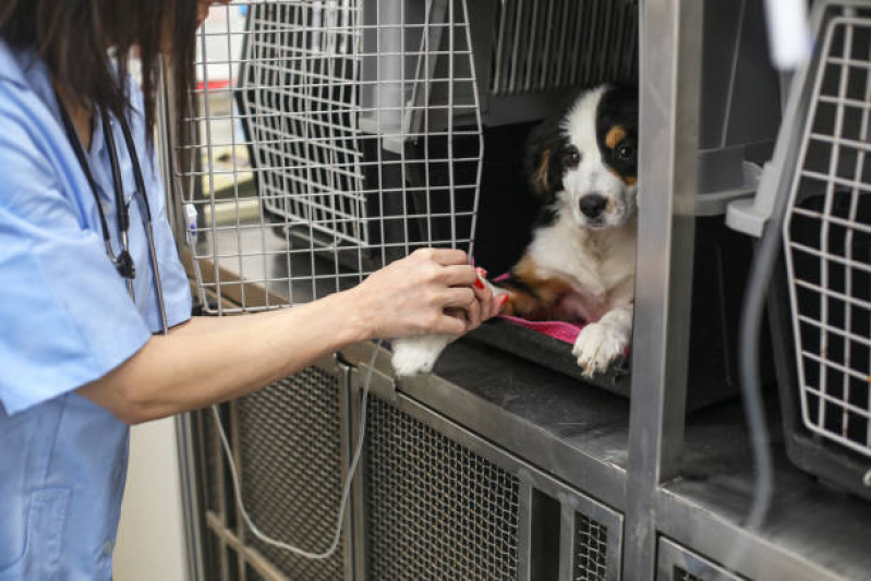 Ozonioterapia para Cachorro Clínica Jardim Botânico - Ozonioterapia para Pet