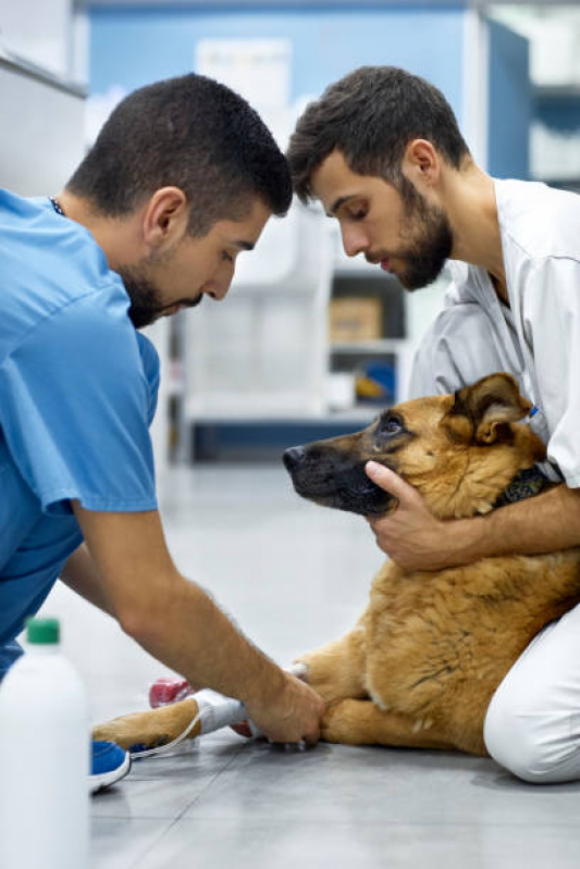 Ozonioterapia para Cachorro Eixo L - Ozonioterapia para Pet