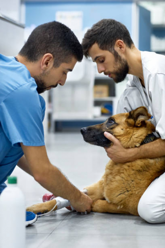 Ozonioterapia para Cachorro Núcleo Rural Lago Oeste - Ozonioterapia Animal