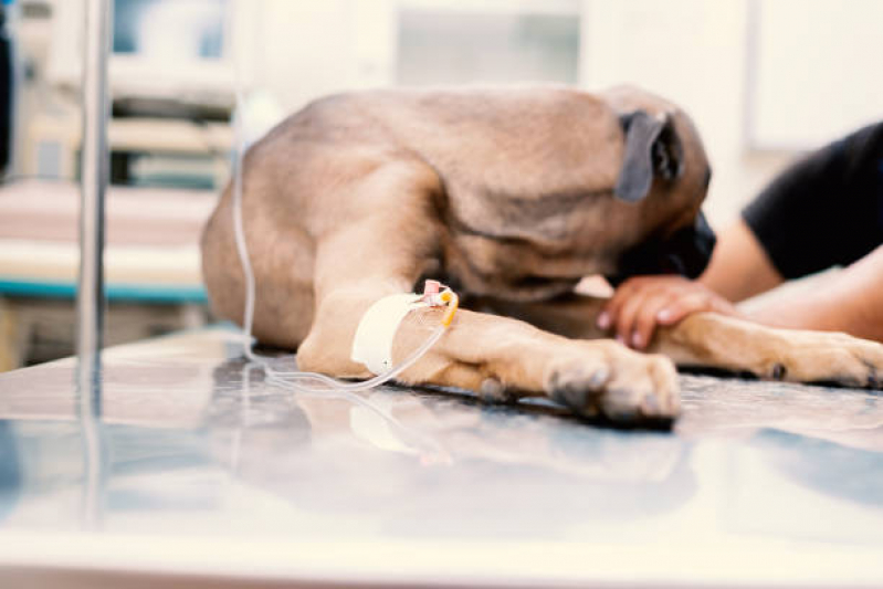 Ozonioterapia para Cachorros Clínica SHTS Setor Hoteleiro Sul - Ozonioterapia Animal