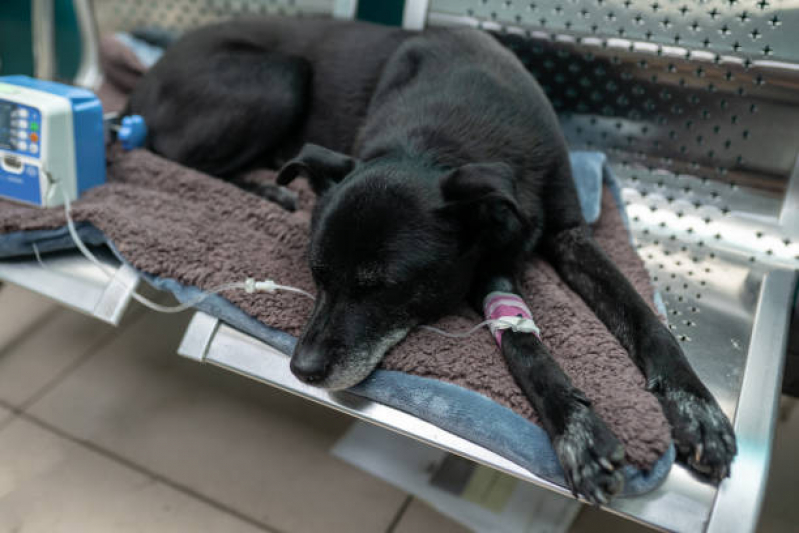 Ozonioterapia para Cachorros e Gatos Clínica PARQUE TECNOLOGICO DE BRASILIA GRANJA DO TORT - Ozonioterapia para Cachorros e Gatos