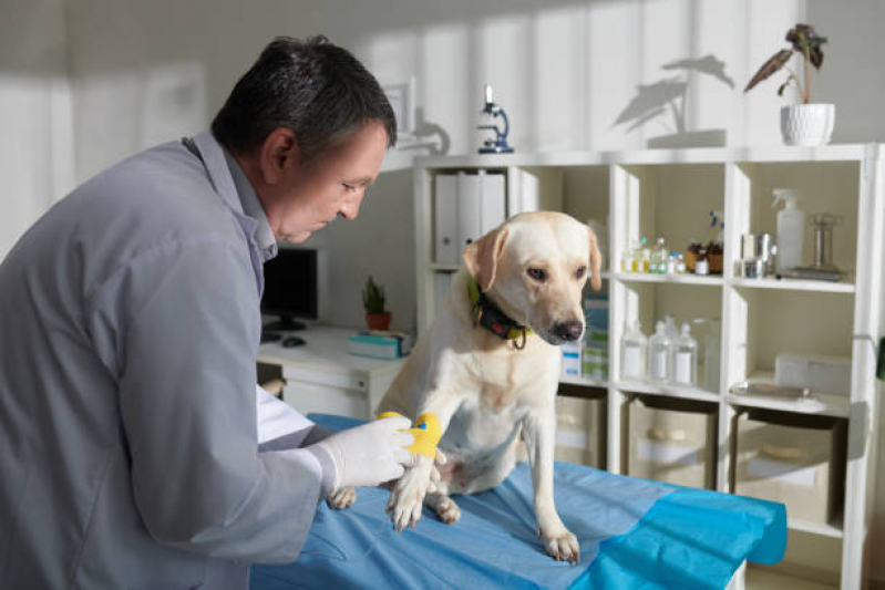 Ozonioterapia para Cachorros e Gatos Asa Sul - Ozonioterapia para Cães e Gatos