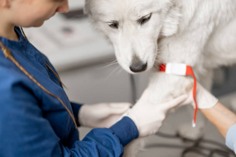 Ozonioterapia para Cachorros Eixo Rodoviário Oeste - Ozonioterapia para Cachorros