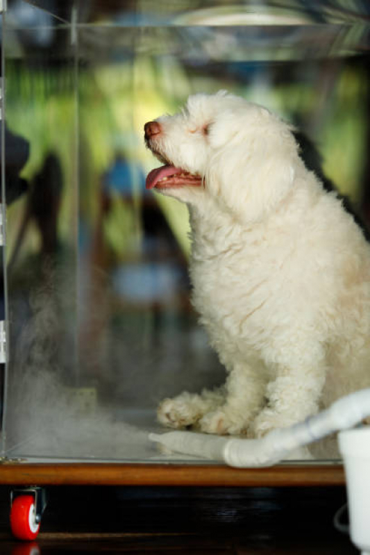 Ozonioterapia para Cães Clínica EPNA Estrada Parque das Nações - Ozonioterapia para Animais
